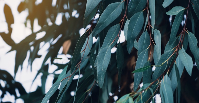 Mental Health Therapy