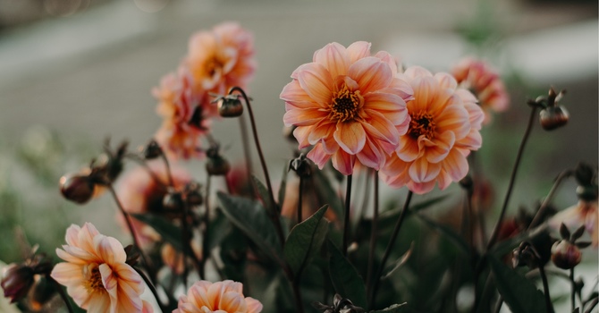 Mental Health Therapy